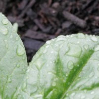 Water Droplets on Spinach