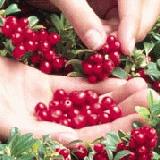 Red Pear Lingonberry
