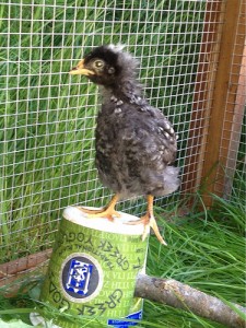 Our chickens are at the awkward teenage stage where they look gangly. I'm sure there's acne under those new feathers.