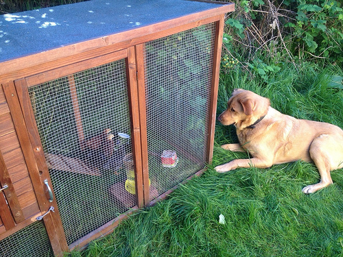 Our dog Ben inspecting the temporary chicken coop, looking for a way in. Our dog Ben inspecting the temporary chicken coop, looking for a way in.
