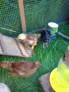 Pullets running around the chicken coop